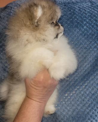 Ultimo maschietto Pomerania con Pedigree Enci