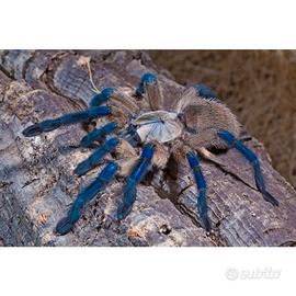 Balfouri sessata femmina 9 cm