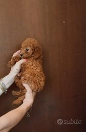 Cucciolo barboncino maschio