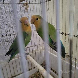 Inseparabili di 4 mesi