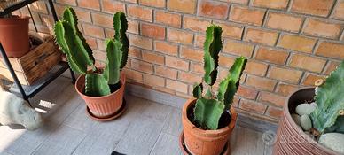 Cactus Africani