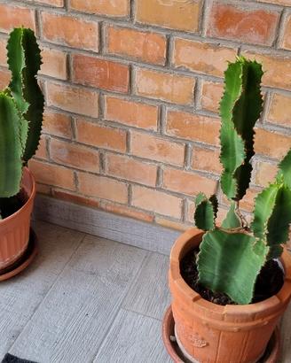 Cactus Africani