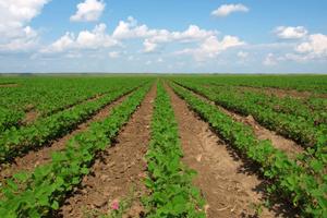 Terreno agricolo sulla SS 18