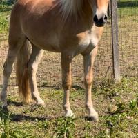 Puledro haflinger