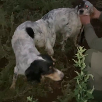 Cucciolata di Setter inglese