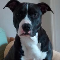Amstaff femmina