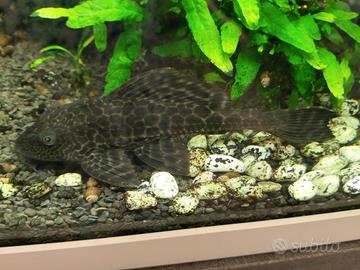 Pleco e Ancistrus