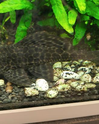 Pleco e Ancistrus
