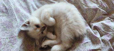 Gattino Tortie Point sacro Birmania pelosemilungo
