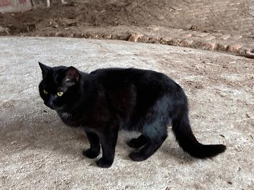 Gatto nero