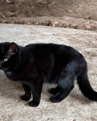 Gatto nero