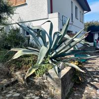 Agave grande di almeno 15 anni