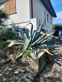 Agave grande di almeno 15 anni