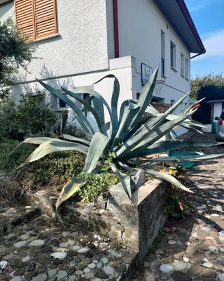 Agave grande di almeno 15 anni