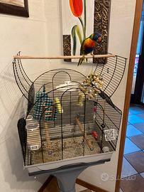 Parrocchetto Lory Arcobaleno