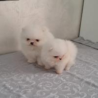Spitz pomerania con pedigree ENCI
