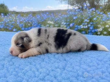 Maschietto blue merle pastore australiano