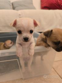 Cuccioli chihuahua