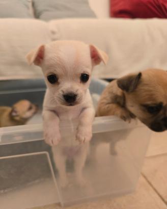 Cuccioli chihuahua