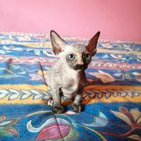 Cuccioli di Canadian Sphynx
