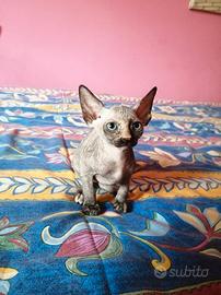 Cuccioli di Canadian Sphynx