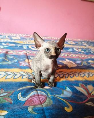 Cuccioli di Canadian Sphynx