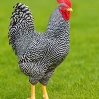 Galli di razza pura Amrock, Marans e altro