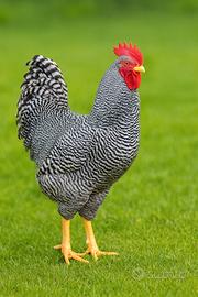 Galli di razza pura Amrock, Marans e altro