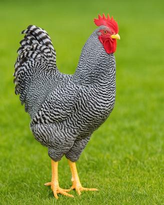 Galli di razza pura Amrock, Marans, Wyandotte