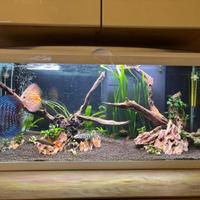 Pesci pulitori botia pleco labeo