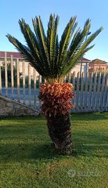 cycas