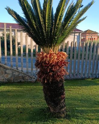 cycas