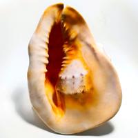 Conchiglia gigante Cassis Cornuta XL 30 cm  2.3 kg