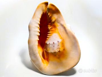 Conchiglia gigante Cassis Cornuta XL 30 cm  2.3 kg