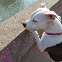 American Stafforshire di 3 anni femmina