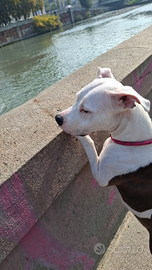 American Stafforshire di 3 anni femmina