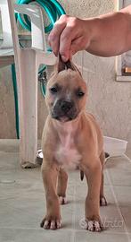 American pitbukk Terrier