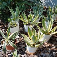 Agave americana variegata per giardino