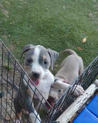 Pitbull tricolor