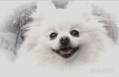 Cuccioli volpino di Pomerania