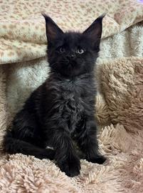 Cucciole Maine coon