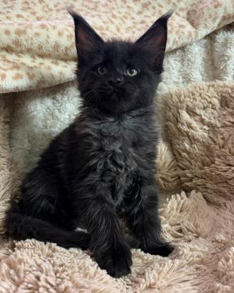 Cucciole Maine coon