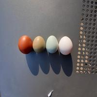 Ayman cemani,Legbar creme,Marans,Moroseta