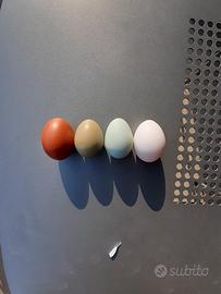 Ayman cemani,Legbar creme,Marans,Olive egger