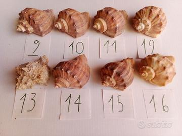 Conchiglia Murice (6-8 cm) n.9-16