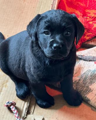 Labrador Retriever