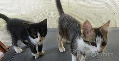 2 gattine 3 mesi