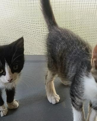 2 gattine 3 mesi