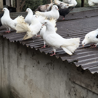 Colombe pavoncelle bianche