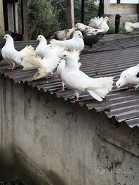 Colombe pavoncelle bianche